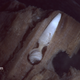 A wood-boring clam inside a piece of wood